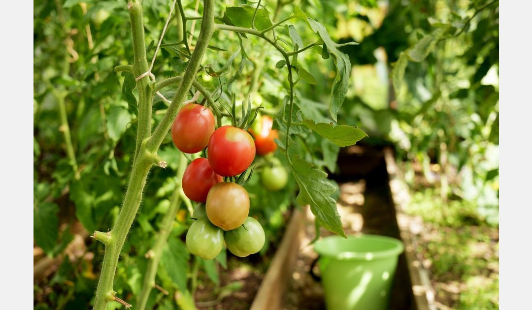 Κυκλοφόρησε δωρεάν λογισμικό παρακολούθησης φύλλων ντομάτας