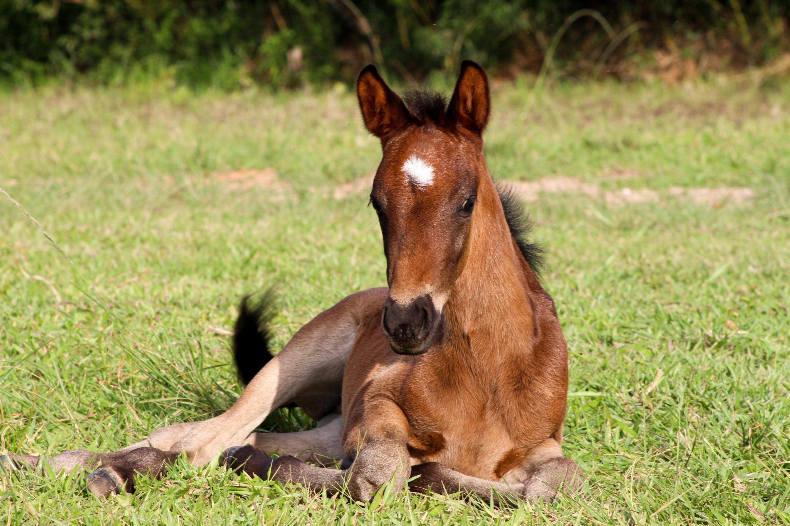 Το LittleHorse προσθέτει έλεγχο agents και δωρεάν serverless δοκιμή στην πλατφόρμα ενορχήστρωσης «Business-as-Code»